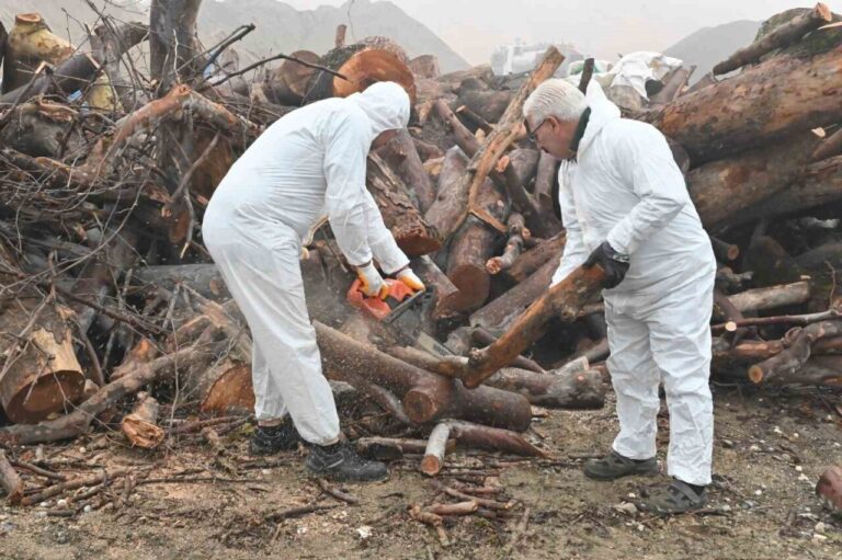 Kış Aylarında İhtiyaç Sahiplerine Ulaştığı İçin Budanan Ağaçlardan Elde Edilen Odunlar Dağıtılıyor