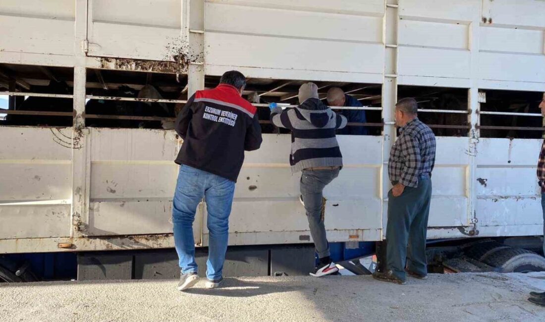 Burdur'da şap hastalığı dolayısıyla karantinada bulunan alanda izinsiz ve küpesiz