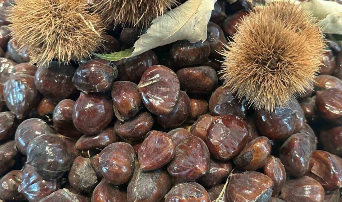 Bursa Büyükşehir Belediyesi, "Bursa Kestanesinin Geleceği Paneli" düzenleyerek kestane üretimi,