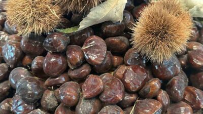 Bursa Büyükşehir Belediyesi, Kestanenin Geleceği Paneli'ni düzenleyerek kestane üretimi ve