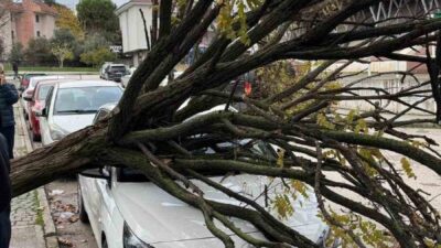 Bursa'nın Osmangazi ilçesinde park halindeki araçların üzerine devrilen ağaç, çevredeki