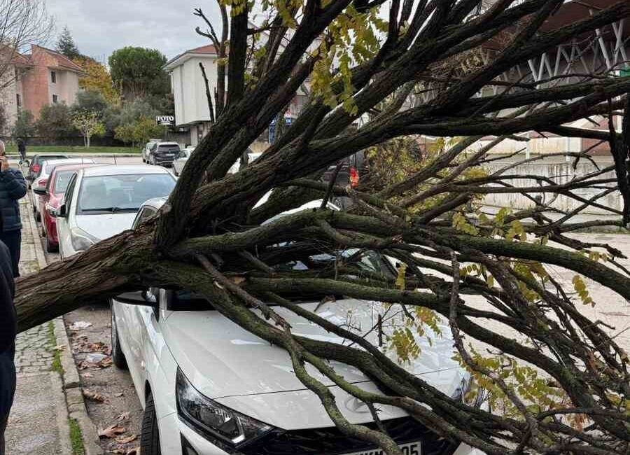 Bursa'nın Osmangazi ilçesinde park halindeki araçların üzerine devrilen ağaç, çevredeki