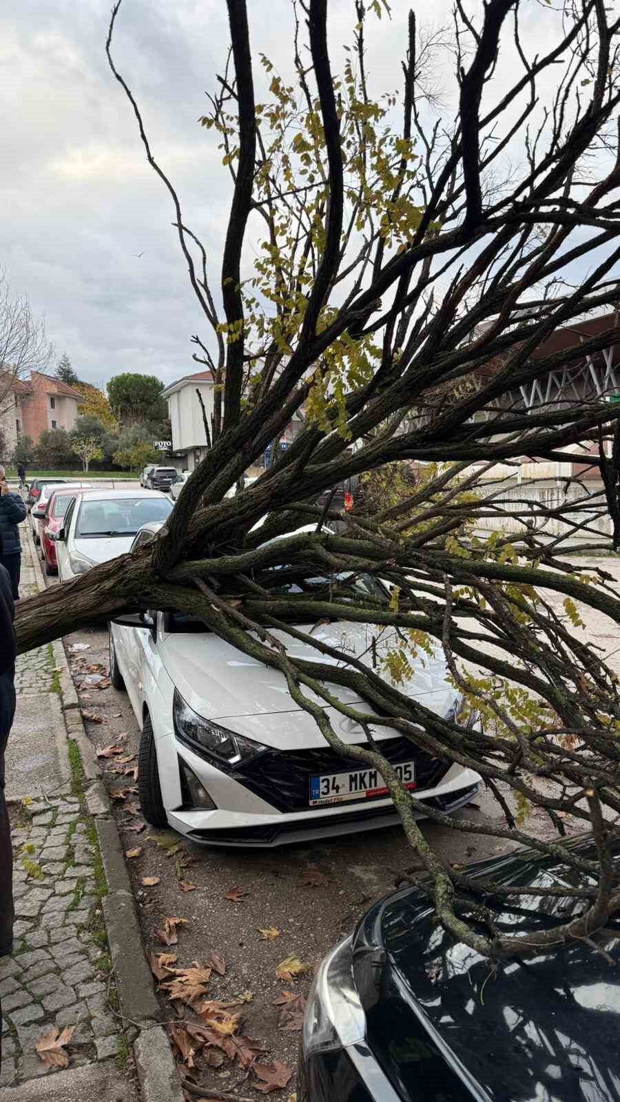 Bursa'nın Osmangazi ilçesinde park halindeki araçların üzerine devrilen ağaç, çevredeki