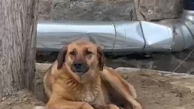 Bursa'nın Hanlar Bölgesi'nde, ezan okunurken bir sokak köpeğinin uluması vatandaşları