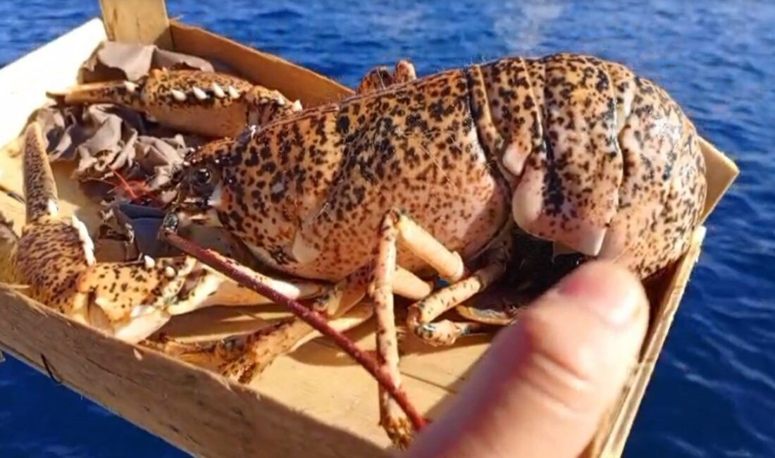 Çanakkale'de İl Tarım ve Orman Müdürlüğü, son hafta içinde 525