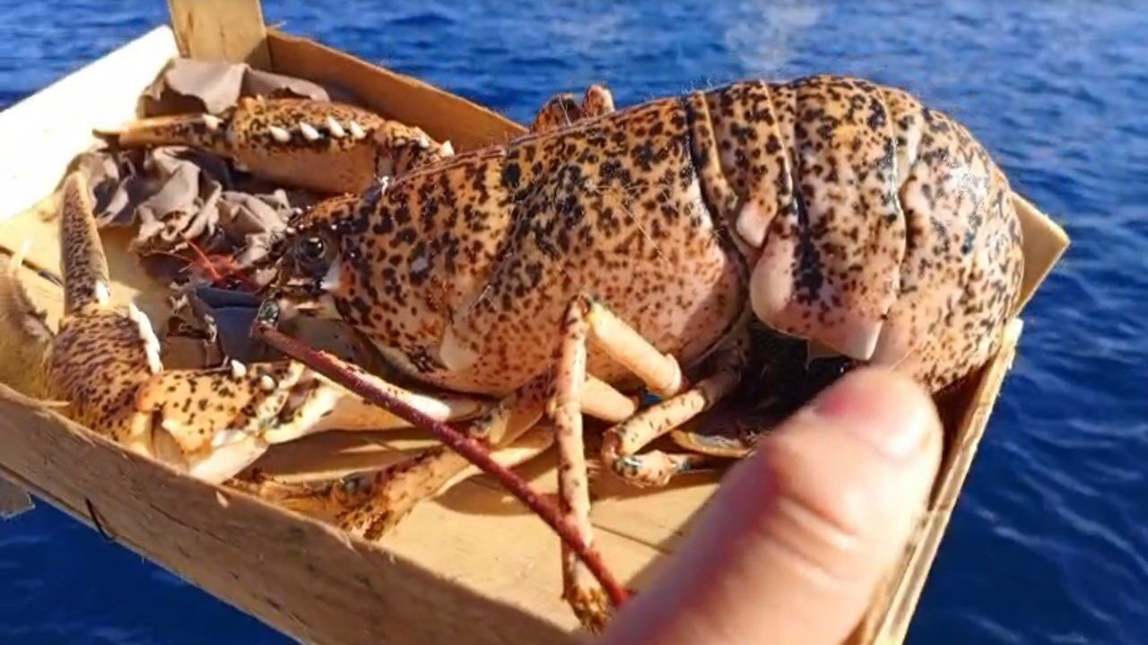 Çanakkale’de Gerçekleştirilen Denetimlerde 525 Kilogram Balığa El Konuldu