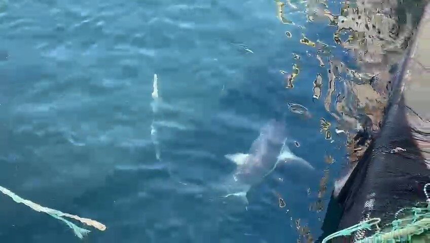 Gelibolu açıklarında balıkçıların ağına takılan 2 kamçı kuyruk köpek balığı kurtarıldı ve denize salındı.