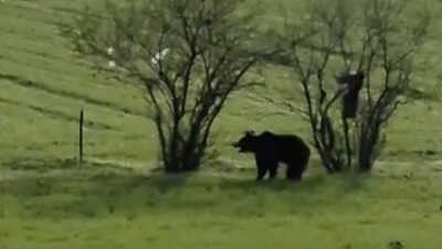 Çanakkale'nin Lapseki ilçesindeki Şahinli köyünde, Cüneyt Efe'nin cep telefonu ile