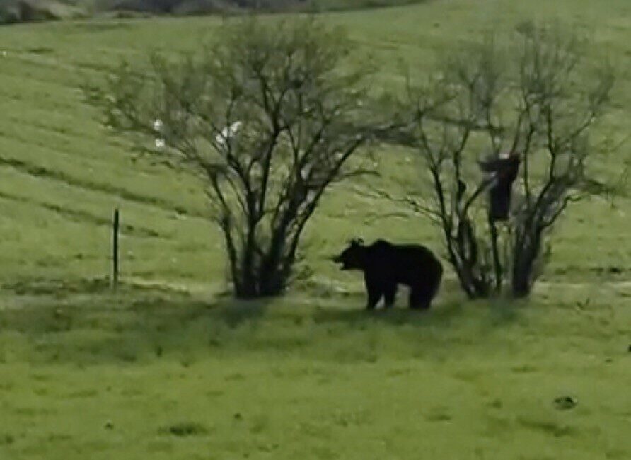 Çanakkale’nin Lapseki İlçesinde Köy Yolunda Görülen Ayı, Vatandaş Tarafından Kaydedildi Çanakkale'nin Lapseki ilçesindeki Şahinli köyünde, Cüneyt Efe'nin cep telefonu ile