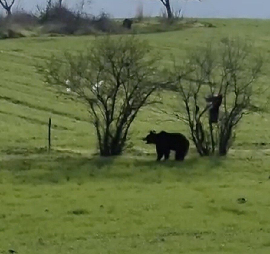 Çanakkale'nin Lapseki ilçesindeki Şahinli köyünde, Cüneyt Efe'nin cep telefonu ile