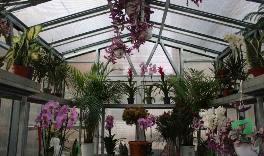 “Çiçek Doktoru” olarak bilinen Ümit Ersan, sosyal medya üzerinden bitki