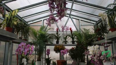 “Çiçek Doktoru” olarak bilinen Ümit Ersan, sosyal medya üzerinden bitki