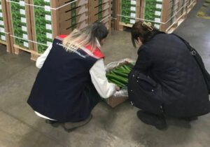 Çorlu ilçesinden Hollanda'ya gönderilmek üzere hazırlanan 19 ton salatalık, Tekirdağ