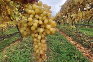 Sarıgöl Ovası'ndaki çekirdeksiz Sultaniye üzümleri, örtü altında tazeliklerini korumaya devam