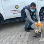 Diyarbakır Belediyesi Hayvan Bakımevi, 2025’te sahipsiz hayvanların sağlığı için sürekli çalıştı.