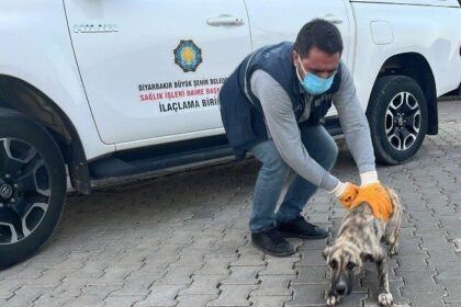 Diyarbakır Belediyesi Hayvan Bakımevi, 2025’te sahipsiz hayvanların sağlığı için sürekli çalıştı.