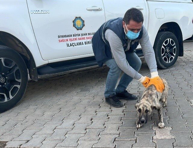 Diyarbakır Belediyesi Hayvan Bakımevi, 2025’te sahipsiz hayvanların sağlığı için sürekli çalıştı.