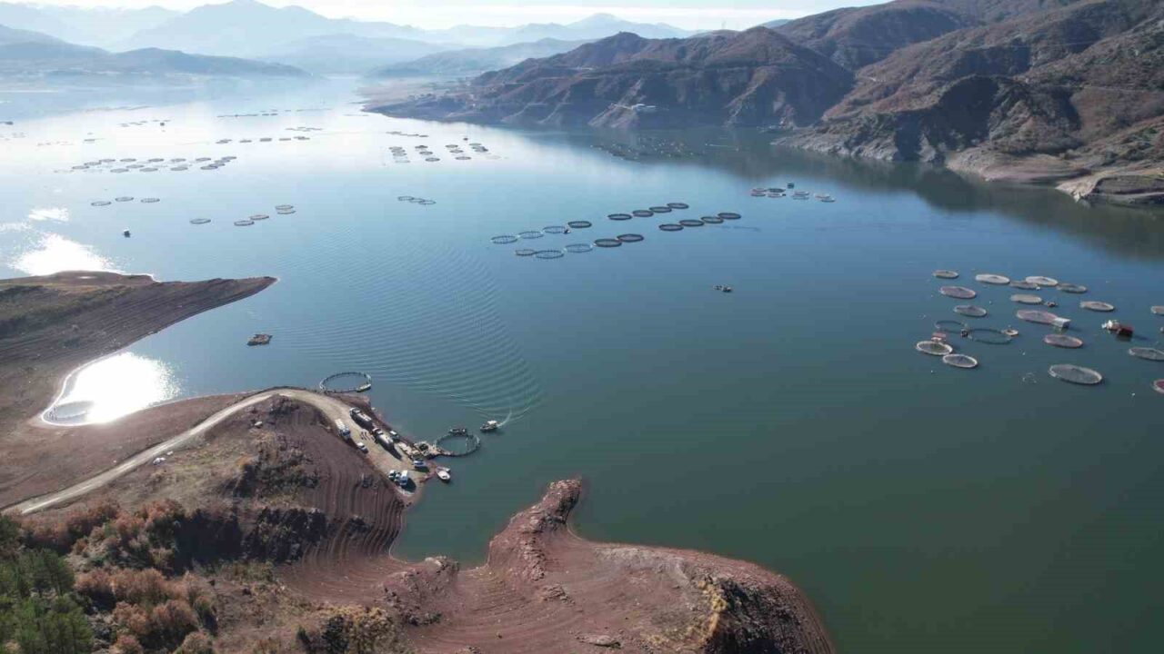 Tokat'ın Almus ilçesindeki Almus Barajı'nda üretilen Türk somonları, Sinop üzerinden