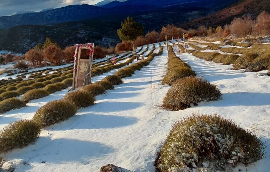 Konya’nın Derebucak ilçesi kar yağışıyla beyaza büründü, tarımsal alanlar olumlu etkilendi.