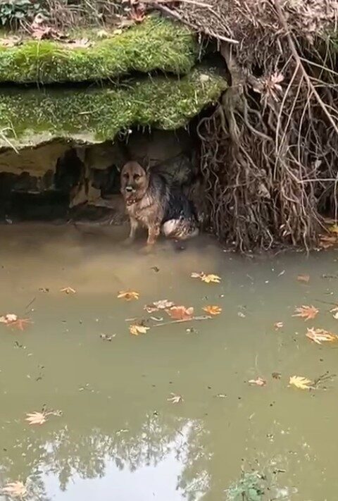 Aksu’da Dereye Düşen Köpek İtfaiye Ekipleri Tarafından Kurtarıldı