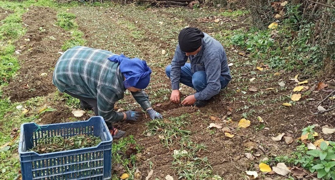 Devrek’te Salep Yetiştiriciliği İçin Fidelerin Dikimi Başladı Zonguldak'ın Devrek ilçesinde Musa Abalı, eşi Emine Abalı ile birlikte
