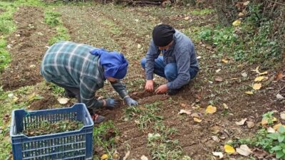 Devrek’te Salep Yetiştiriciliği İçin Fidelerin Dikimi Başladı Zonguldak'ın Devrek ilçesinde Musa Abalı, eşi Emine Abalı ile birlikte