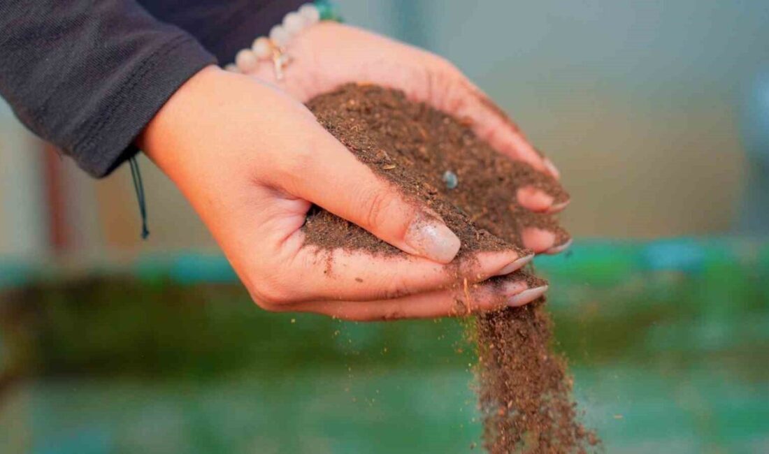 Didim Belediyesi, semt pazarlarından toplanan sebze ve meyve atıklarını komposta