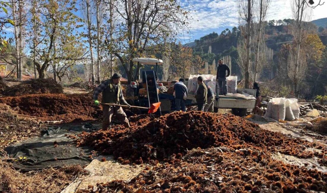 Denizli'nin Buldan ilçesinde, coğrafi işaretle tescillenen Alandız kestanesi, asırlık ağaçlardan