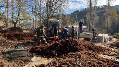 Denizli'nin Buldan ilçesinde, coğrafi işaretle tescillenen Alandız kestanesi, asırlık ağaçlardan