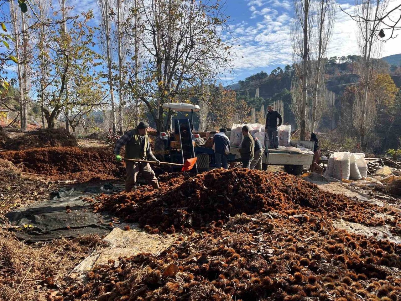 Denizli'nin Buldan ilçesinde, coğrafi işaretle tescillenen Alandız kestanesi, asırlık ağaçlardan