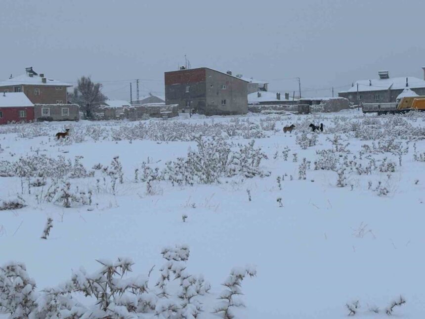 Diyadin’de Kış Aylarında Başıboş Köpekler Öğrencilerde Korku Yaratıyor