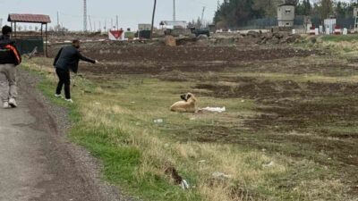 Diyarbakır'ın Çınar ilçesinde, başıboş sokak hayvanlarına kuduz aşısı uygulandı. Tarım