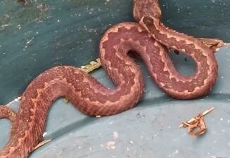Doğu Karadeniz'de anormal hava sıcaklıkları, kış uykusuna yatması gereken hayvanların