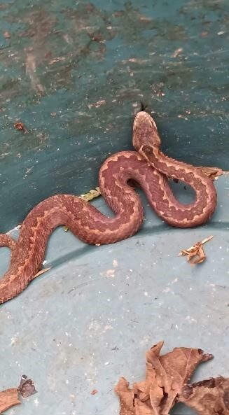 Doğu Karadeniz'de anormal hava sıcaklıkları, kış uykusuna yatması gereken hayvanların