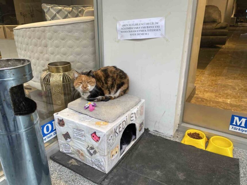 Eskişehir’de hayvansever esnafın kedileri için astığı ilginç not dikkat çekti.