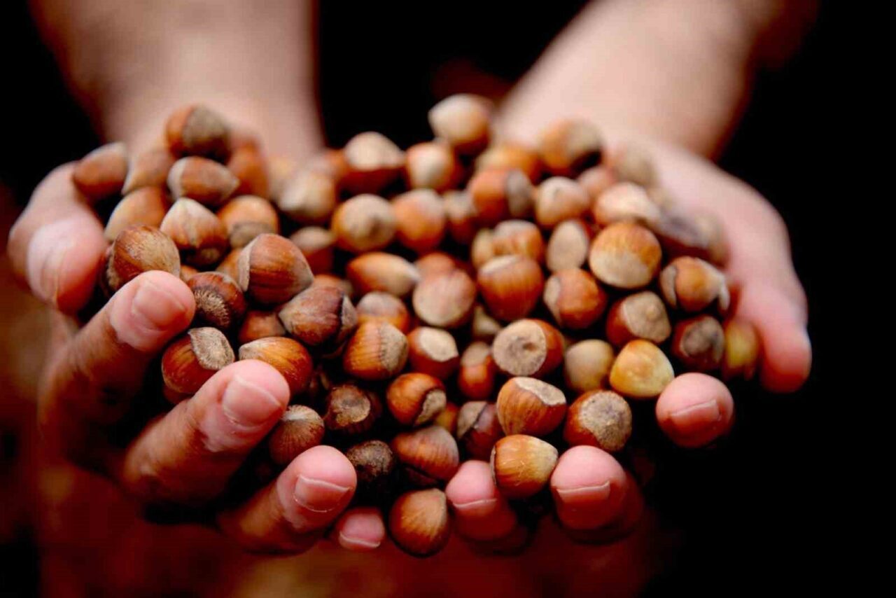 Düzce’den AB Ülkelerine 16 Bin 350 Ton İç Fındık İhracatı Gerçekleşti