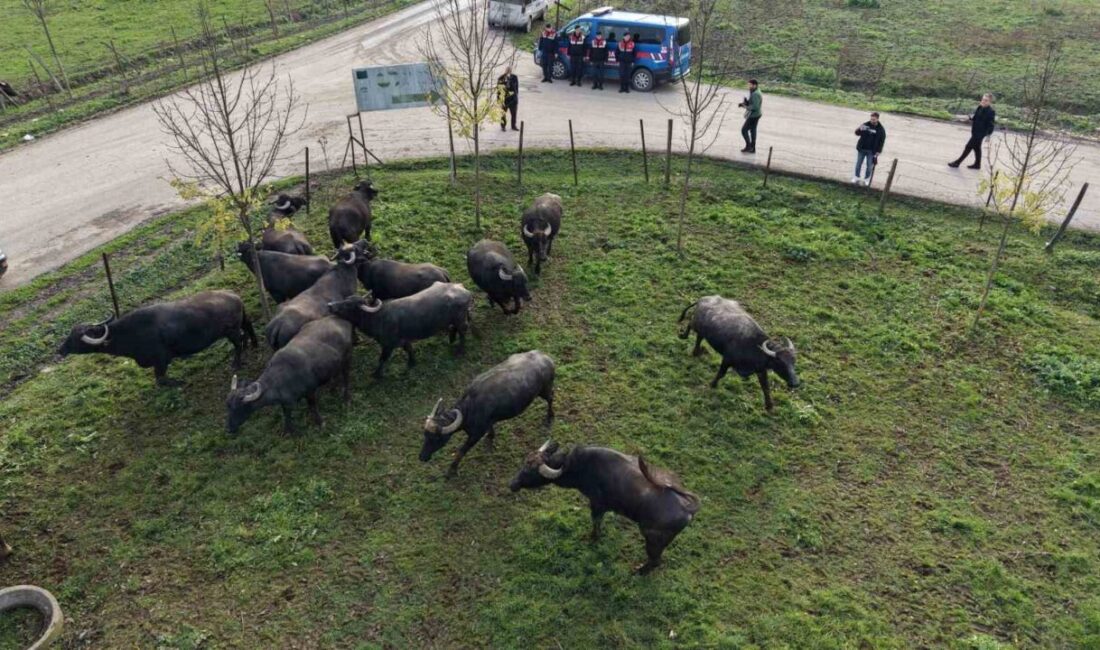 Düzce'de İl Tarım ve Orman Müdürlüğü ile İl Özel İdaresi
