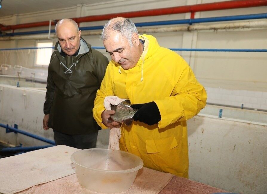 Keban Su Ürünleri Üretim İstasyonu’nda alabalık sağım faaliyetleri devam ediyor Elazığ Tarım ve Orman İl Müdürü Saadettin Taşkesen, Keban Su