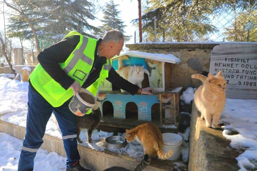 Elazığ Belediyesi, sokak ve yaban hayvanlarına doğada yiyecek dağıtımı gerçekleştirdi.