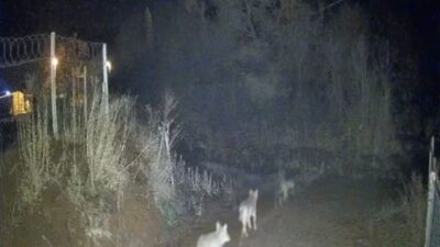 Elazığ'ın Sivrice ilçesine bağlı Kürk köyünde gece saatlerinde güvenlik kamerasına