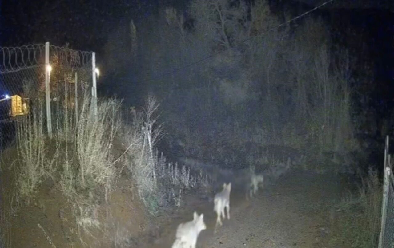Elazığ'ın Sivrice ilçesine bağlı Kürk köyünde gece saatlerinde güvenlik kamerasına