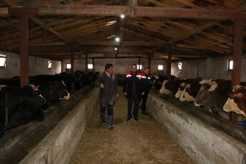 Tarım ve Orman İl Müdürü Koçaker, Üzümlü’de manda yetiştiriciliğinin önemini vurguladı.