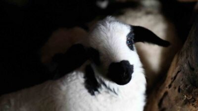 Erzincan'da kuzu doğumları, küçükbaş üreticilere sevincin yanı sıra yoğun bir