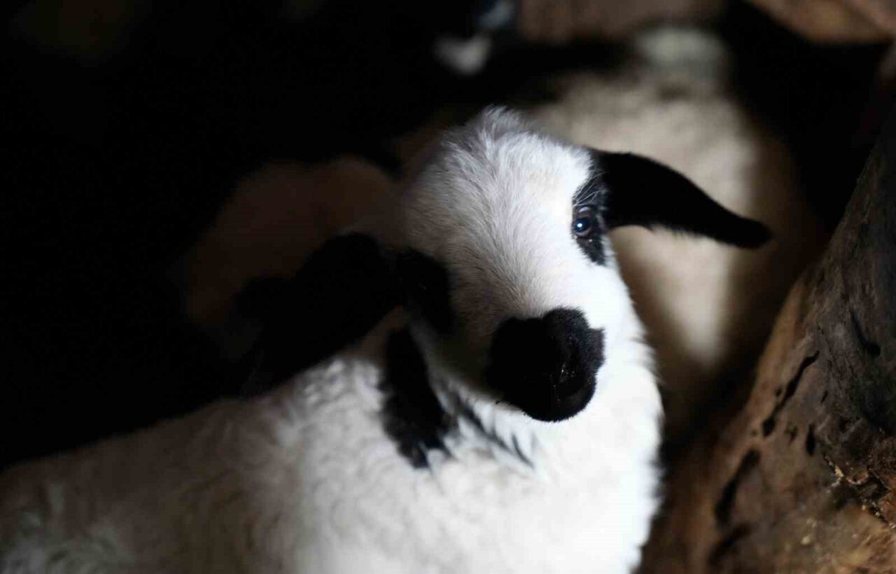 Erzincan'da kuzu doğumları, küçükbaş üreticilere sevincin yanı sıra yoğun bir