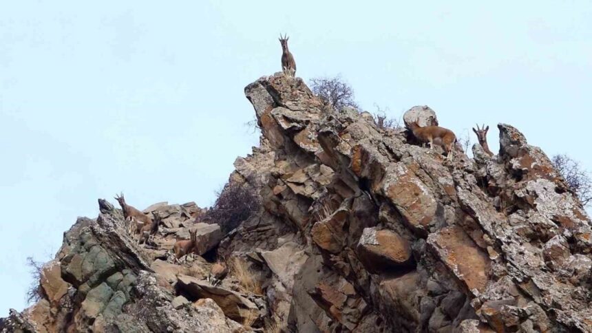 Oltu’da kurulan fotokapanlar, bölgenin zengin yaban hayatını gözler önüne serdi.