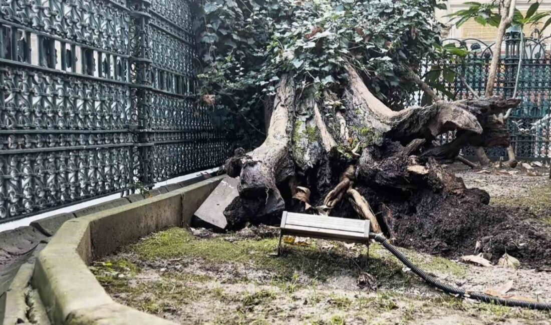 Eyüp Sultan Camii Avlusundaki Ağaç Devrildi, Olası Felaket Uzaklaştırıldı Bu sabah Eyüp Sultan Camii avlusundaki 556 yıllık bir ağaç
