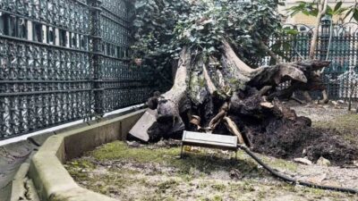 Bu sabah Eyüp Sultan Camii avlusundaki 556 yıllık bir ağaç