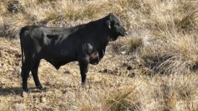 Erzincan’ın Sazlıpınar köyünde Mert Yılmaz, sosyal medya videolarıyla dikkat çekiyor.
