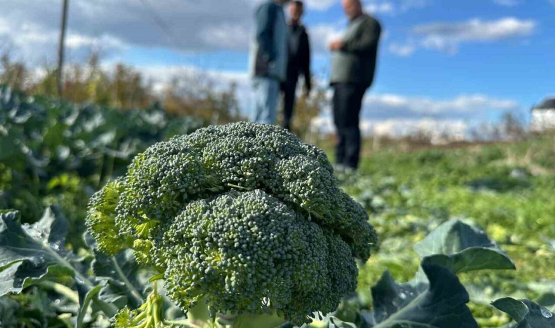 İznik’te Brokoli Fiyatları Düşerken, Tüketici Pazar’da Aşırı Yüksek Fiyattan Alım Yapıyor Bursa'nın İznik ilçesinde brokolinin tarladaki fiyatı 10-20 lira arasında değişirken,