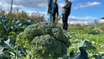 Bursa'nın İznik ilçesinde brokoli fiyatları tarlada 10-20 lira arasında iken,